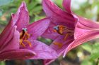 Rot blühen zwei kleine Baumlilien im Gartenbeet (Foto: Martin Dühning)