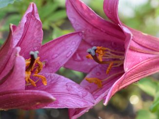 Rot blühen zwei kleine Baumlilien im Gartenbeet (Foto: Martin Dühning)