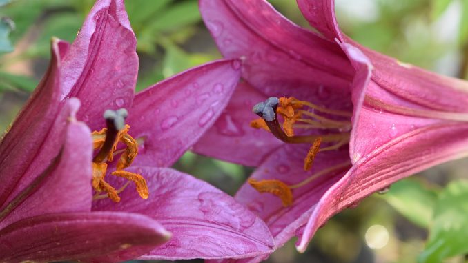 Rot blühen zwei kleine Baumlilien im Gartenbeet (Foto: Martin Dühning)