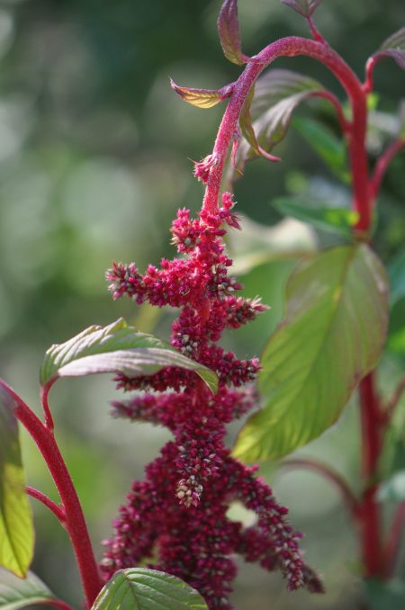 Amaranth im Herbst 2018 (Foto: Martin Dühning)