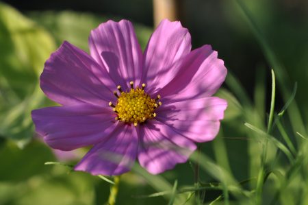 Rosige Cosmea im Halbschatten (Foto: Martin Dühning)