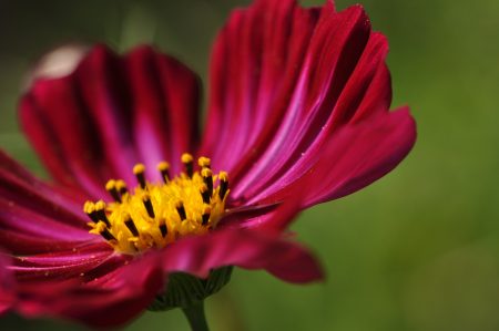 Purpurne Cosmeenblüte (Foto: Martin Dühning).