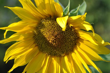 Eine der größeren Sonnenblumen - die meisten im September 2018 haben aber eher Zwergfeengröße (Foto: Martin Dühning).