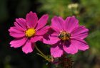 Bienchen bei der Arbeit auf Purpurcosmeen (Foto: Martin Dühning)