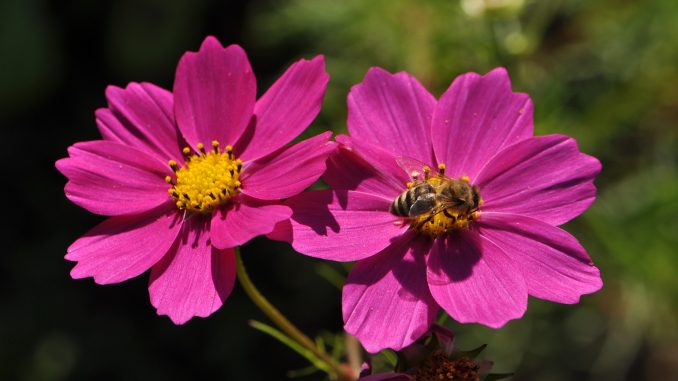 Bienchen bei der Arbeit auf Purpurcosmeen (Foto: Martin Dühning)