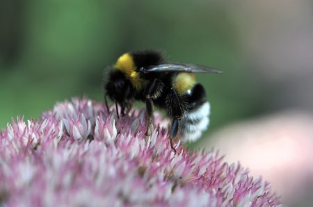 Hummel auf einer Fetthenne-Blüte (Foto: Martin Dühning)