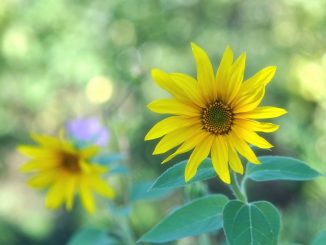 Kleine Sonnenblumen Ende September 2018 (Foto: Martin Dühning)