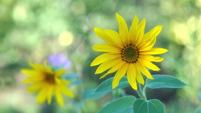 Kleine Sonnenblumen Ende September 2018 (Foto: Martin Dühning)