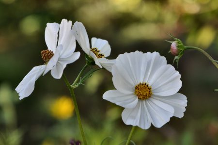 Weiße Cosmea (Foto: Martin Dühning)