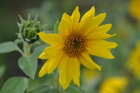 Sonnenblümchen Ende September 2018 (Foto: Martin Dühning)