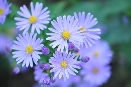 Herbstastern setzen im Garten blaue Akzente (Foto: Martin Dühning).