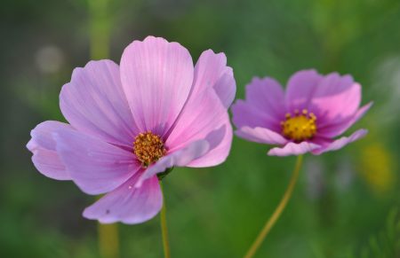 Zartes Kosmeenrosa vor üppigem Grün (Foto: Martin Dühning)