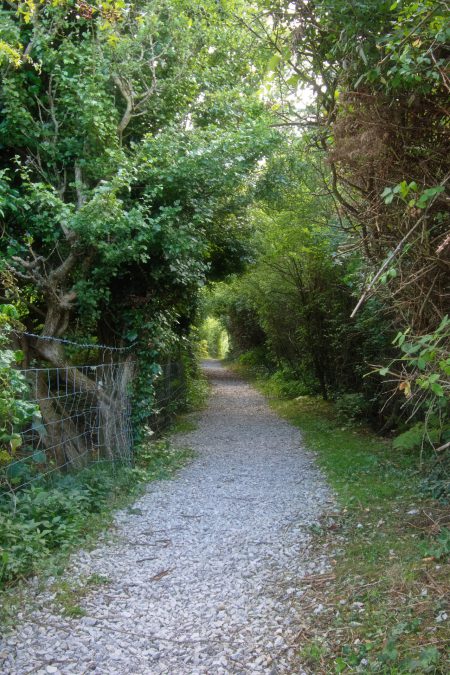 Straße durch ein Feenwäldchen beim Great Orme (Foto: Martin Dühning)