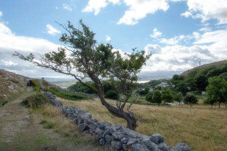 Ein heroischer Baum säumt den Pfad vom Great Orme hinunter nach Llandudno (Foto: Martin Dühning).