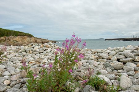 Kiesstrand bei Holyhead (Foto: Martin Dühning)