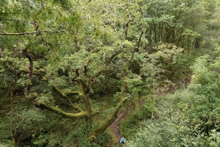 Blick auf die Waldlandschaft mit abenteuerlichen Wanderpfaden (Foto: Martin Dühning)