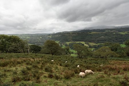 Schafe grasen auf den Höhen (Foto: Martin Dühning).