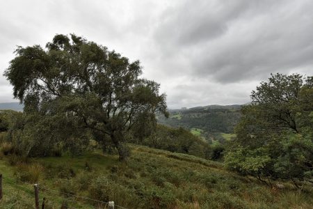 Pastorale Landschaften säumen die Ffestiniog Schienenstrecke (Foto: Martin Dühning)