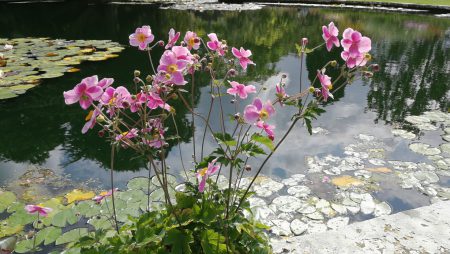 Herbstanemonen blühen an einem Teich (Foto: Martin Dühning).