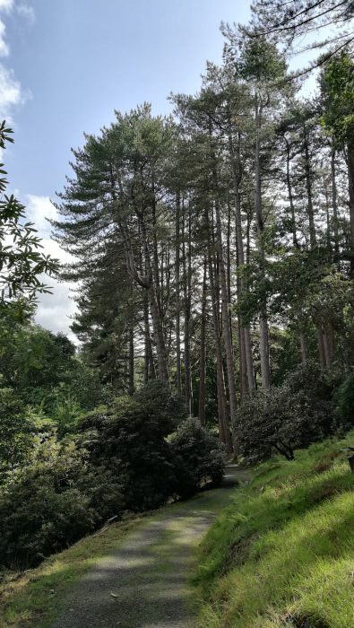 Waldpfad an einem Sommersamstag (Foto: Martin Dühning)