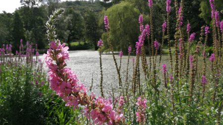 Blutweiderich am Ufer des Schlittschuhteiches (Foto: Martin Dühning)