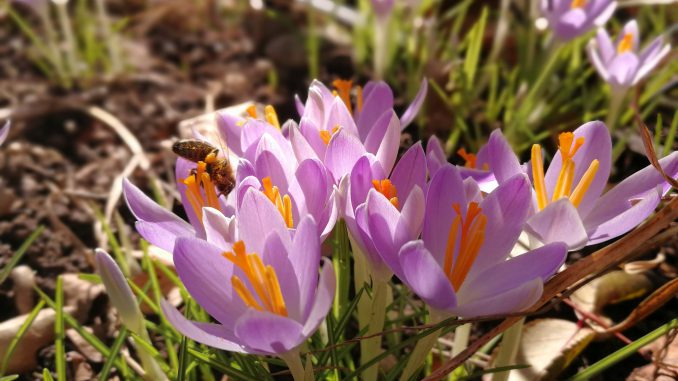 Im Februar 2019 waren auch schon wieder einige Honigbienchen aktiv (Foto: Martin Dühning).