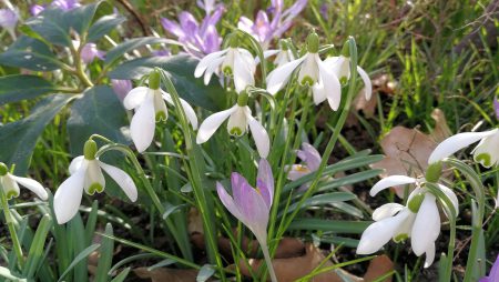 Im Februar 2019 blühen Schneeglöckchen und Krokusse (Foto: Martin Dühning)