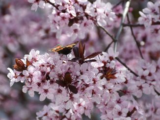 Kirschblütenschmetterling (Foto: Martin Dühning)