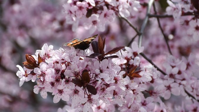 Kirschblütenschmetterling (Foto: Martin Dühning)