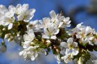 Schneeweiße Kirschblüten vor tiefblauem Frühlingshimmel (Foto: Martin Dühning)