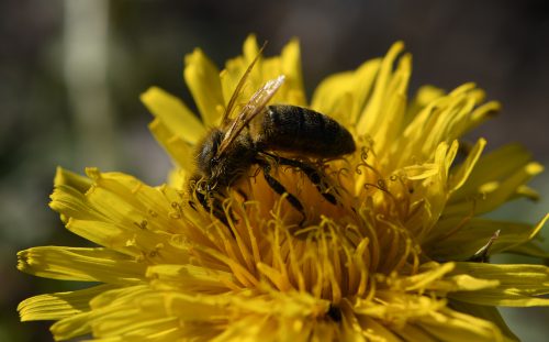 Biene auf Dandelion (Foto: Martin Dühning)