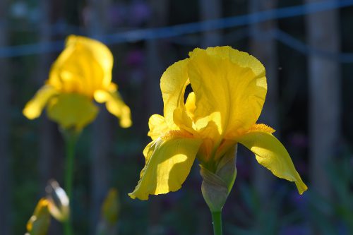 Goldene Iris in der Junisonne (Foto: Martin Dühning)