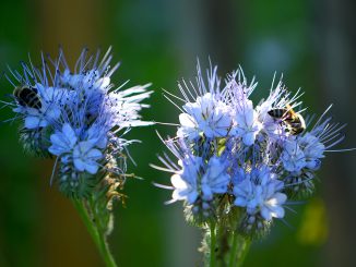 Bienchen weiden auf Phaceliablüten (Foto: Martin Dühning)