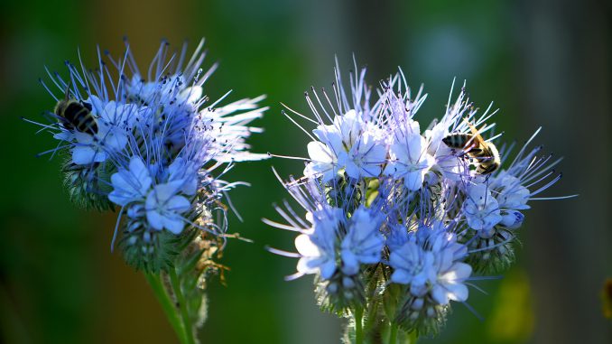 Bienchen weiden auf Phaceliablüten (Foto: Martin Dühning)