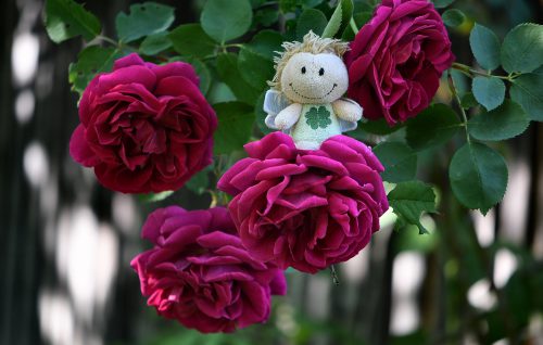 Blumenfee auf Opas Rosen... (Foto: Martin Dühning)