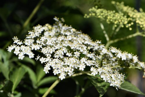 Heimische Holunderblüten (Foto: Martin Dühning)