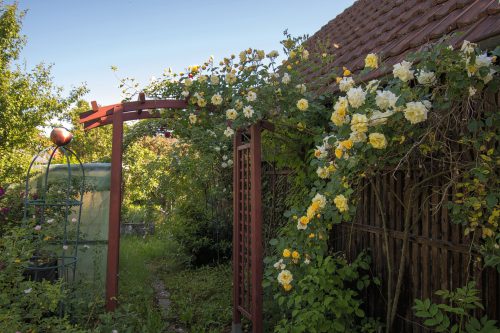 Der neue Rosenbogen im heimischen Garten ist schon halb zugewuchert (Foto: Martin Dühning)