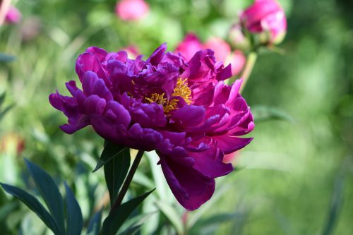 Pfingstrose im Gartenkönigreich 2019 (Foto: Martin Dühning)