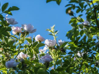 Junihimmel über Wildrosen (Foto: Martin Dühning)