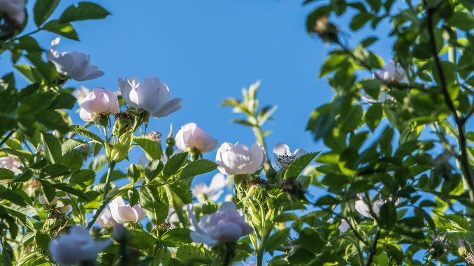 Junihimmel über Wildrosen (Foto: Martin Dühning)