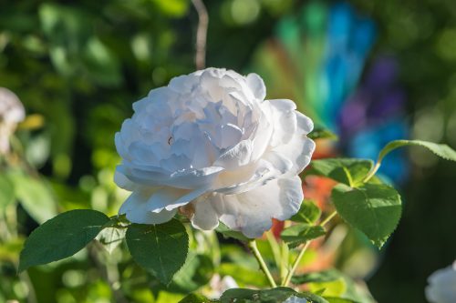 Weiße Rose (Foto: Martin Dühning)