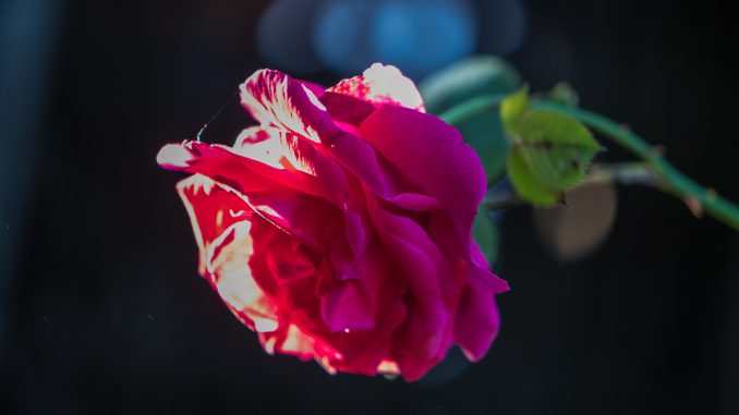 Opas Rote Rose im Abendlich an Trinitatis 2019 vor meines Urgroßvaters Holzschuppen (Foto: Martin Dühning)