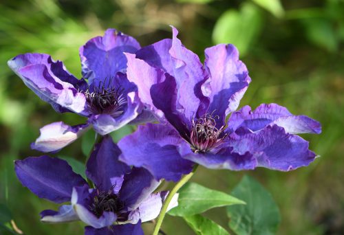 Unglaublich blau blühende Clematis im Mai 2019 (Foto: Martin Dühning)