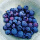 Blaubeerzeit ohne Ferien