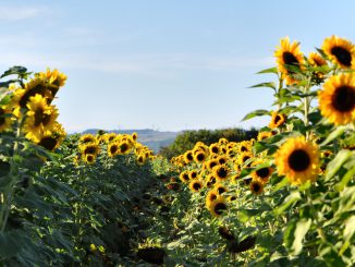 Sonnenblumen im August (Foto: Martin Dühning)