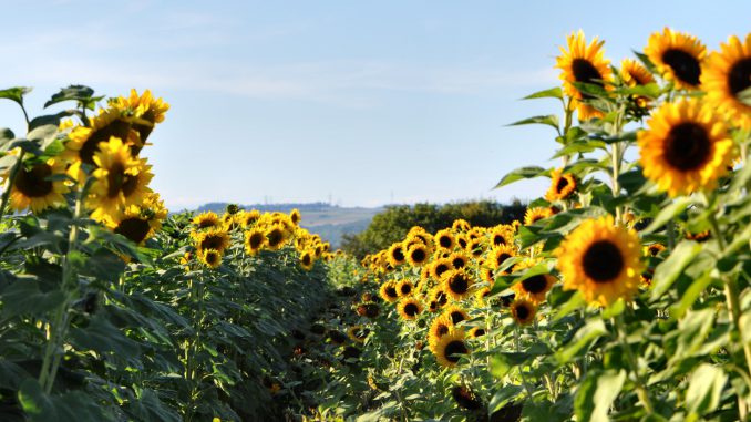 Sonnenblumen im August (Foto: Martin Dühning)