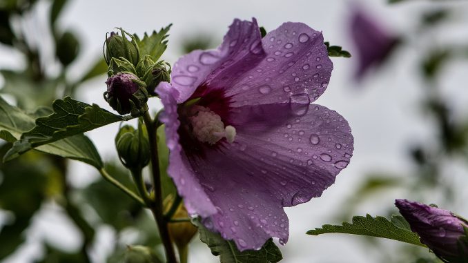 Blaue Hibiskusblüte im Regen am 7. August 2019 (Foto: Martin Dühning)