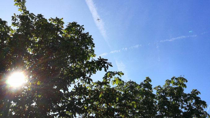 Kastanienbäume an einem Sommernachmittag 2019 (Foto: Martin Dühning)