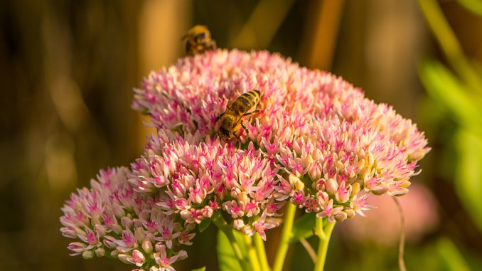 Bienchen an Niarts-Blumen im September 2019 (Foto: Martin Dühning)