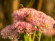 Bienchen an Niarts-Blumen im September 2019 (Foto: Martin Dühning)